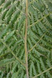 Athyrium filix-femina. Adaxial surface of rachis showing V-shaped groove confluent with grooves of pinna costae.
 Image: L.R. Perrie © Leon Perrie CC BY-NC 3.0 NZ